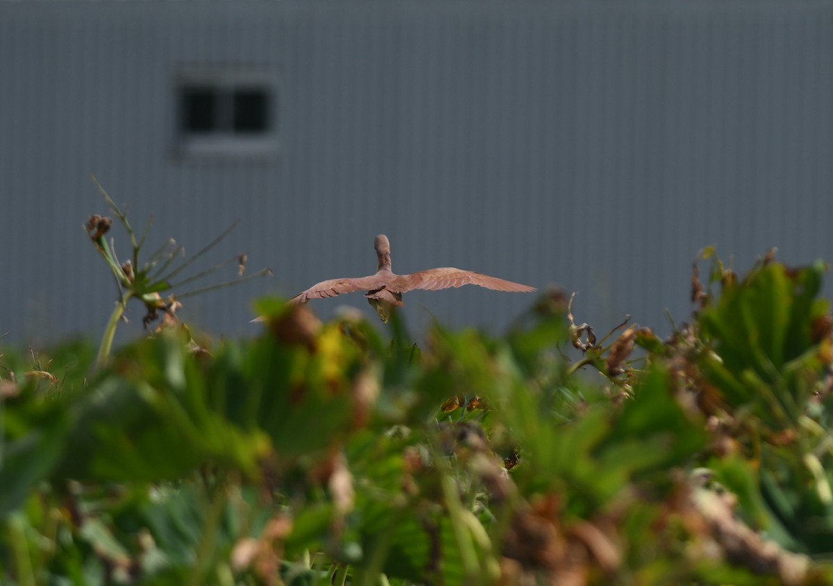 Cinnamon Bittern - ML645979691