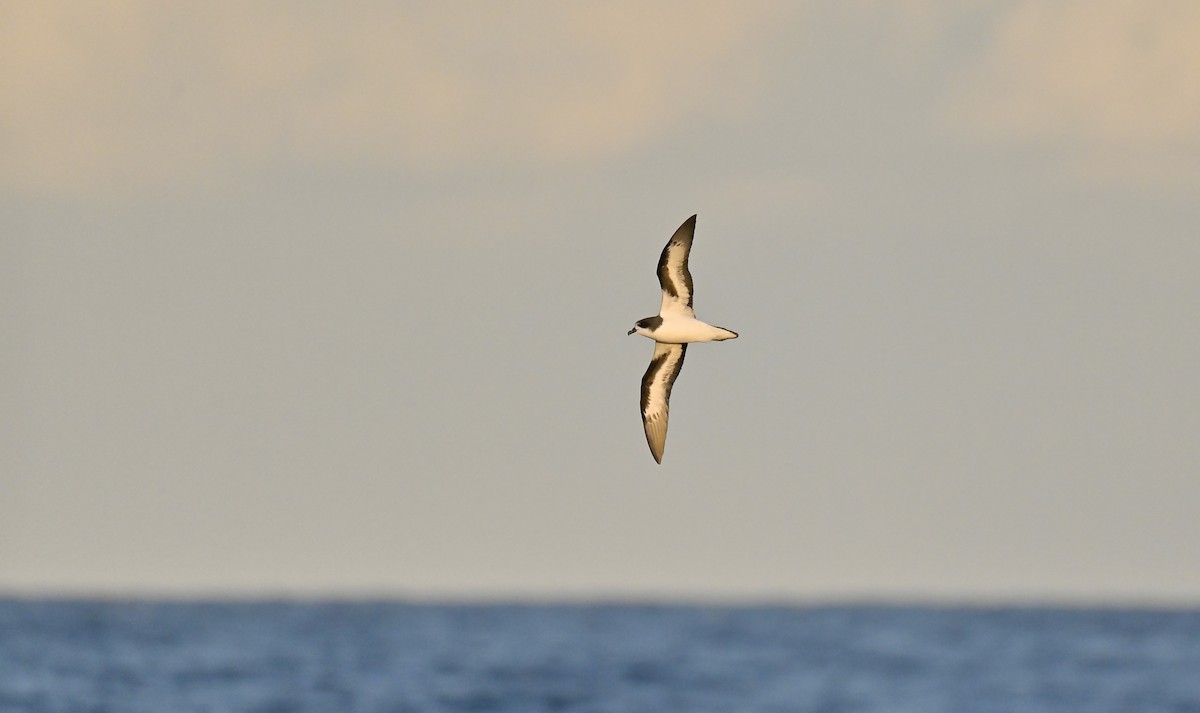 Bermuda Petrel - ML645979701