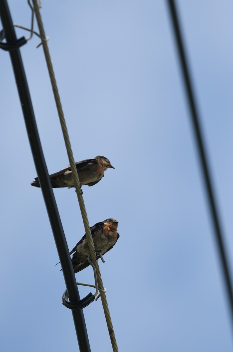 Pacific Swallow - ML645979707