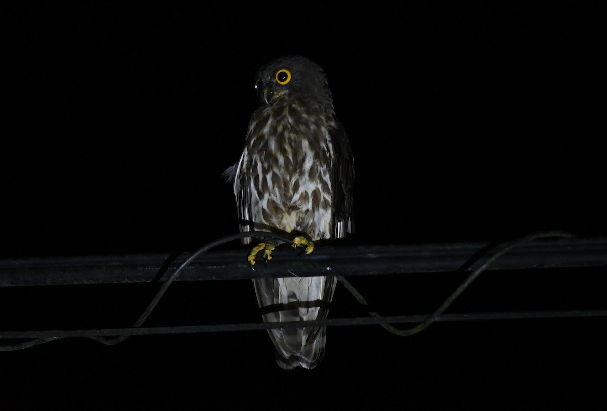 Northern Boobook - ML645979726