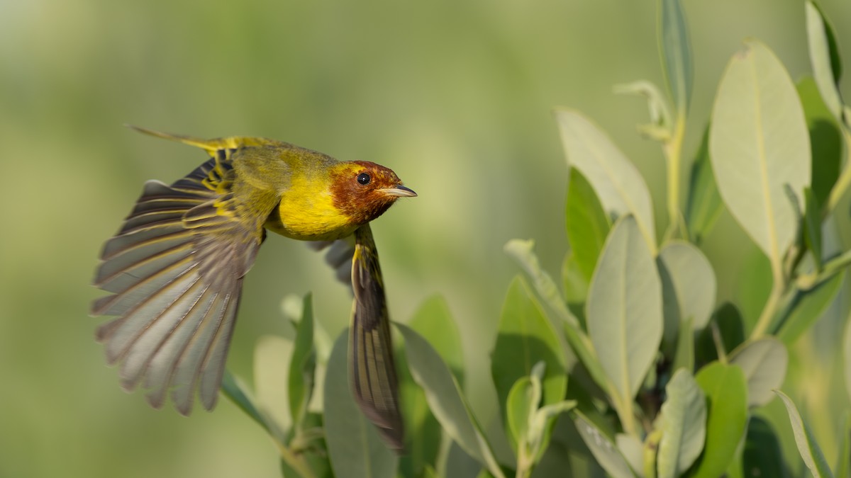 Mangrove Yellow Warbler (Mexican) - ML645979740