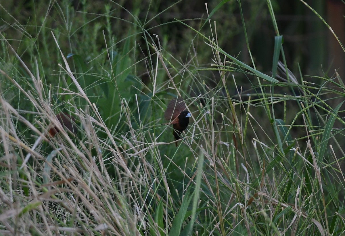 Chestnut Munia - ML645979742