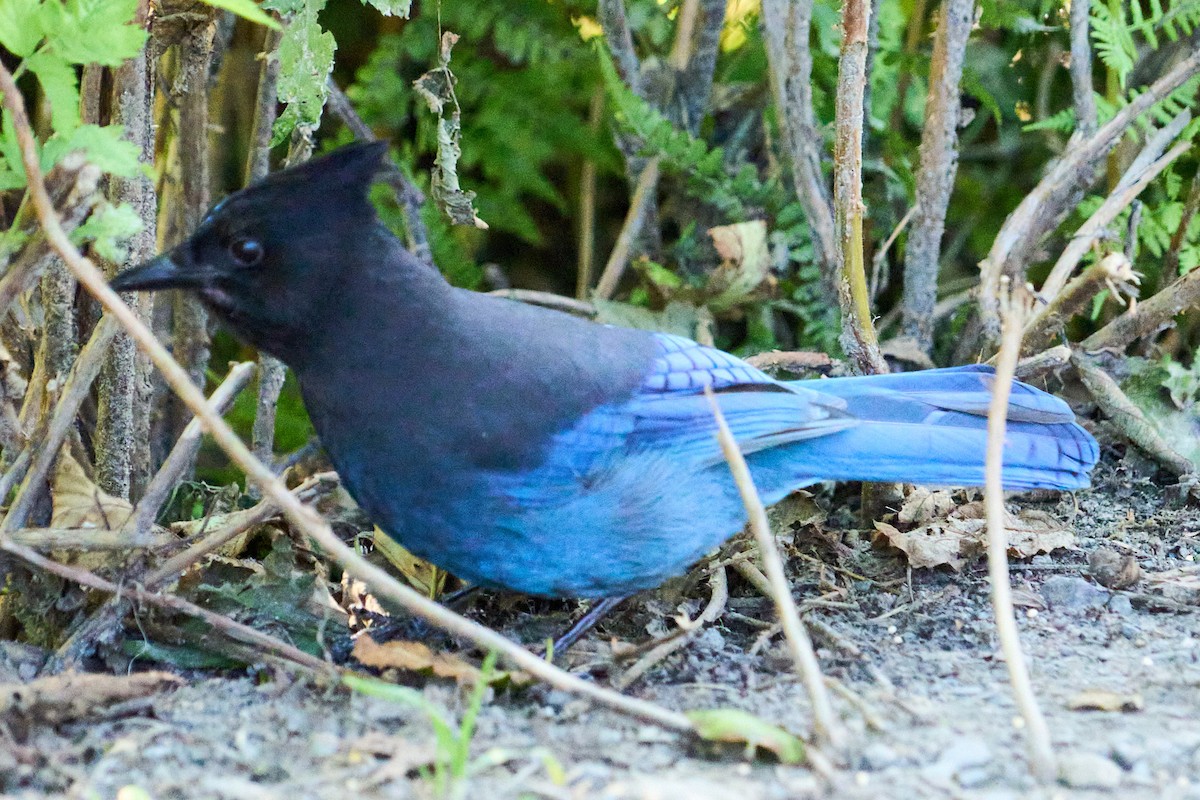 Steller's Jay - ML645979791
