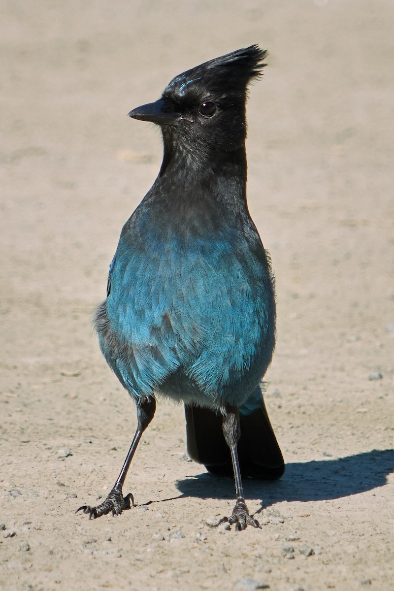 Steller's Jay - ML645979795
