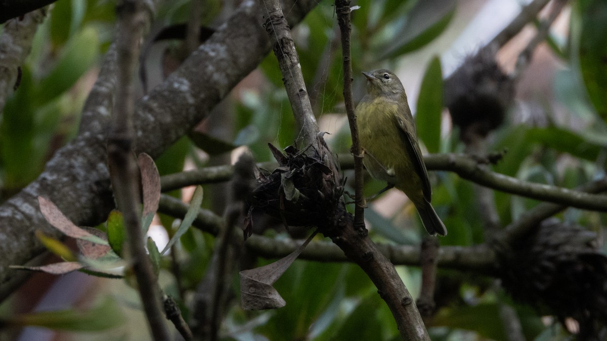 Orange-crowned Warbler (Gray-headed) - ML645979833