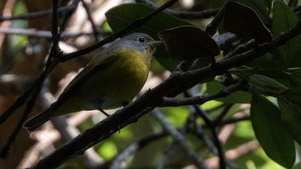 Nashville Warbler - ML645979834