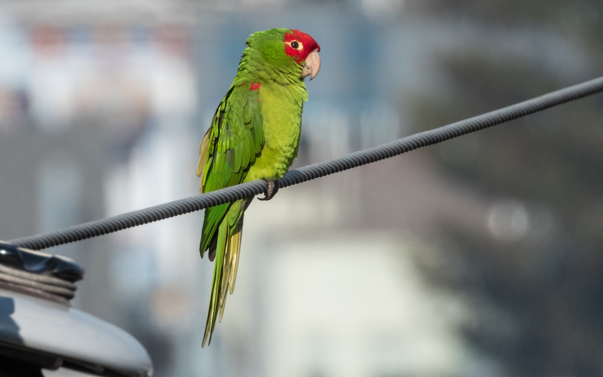 Red-masked Parakeet - ML645979838