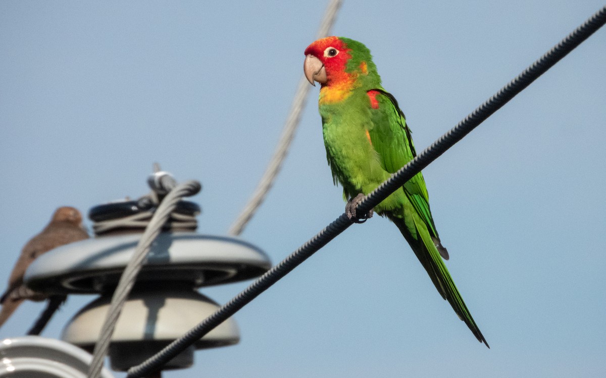Red-masked Parakeet - ML645979839