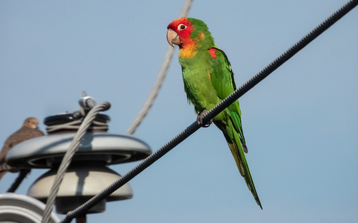Red-masked Parakeet - ML645979840