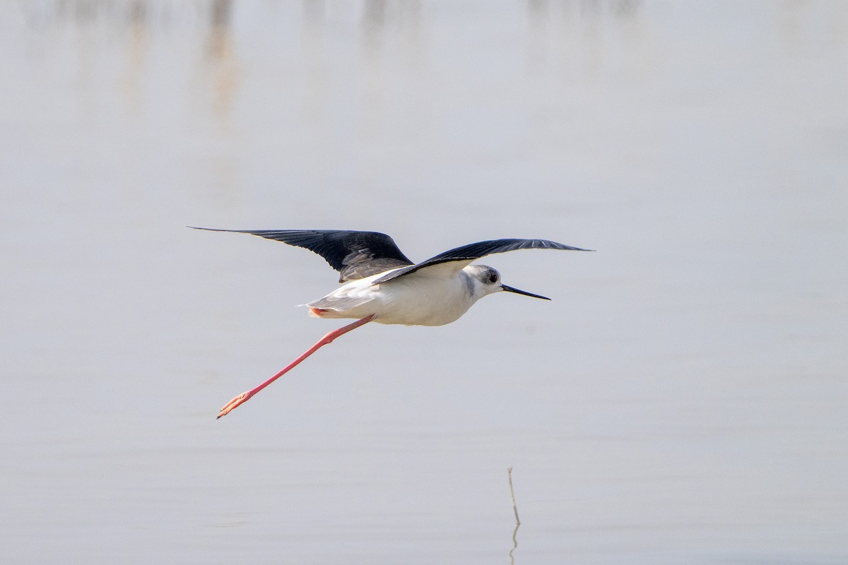 Black-winged Stilt - ML645979843