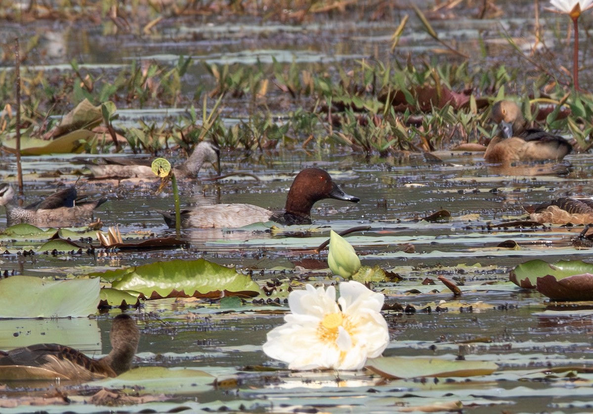 Moriglione - ML645979856