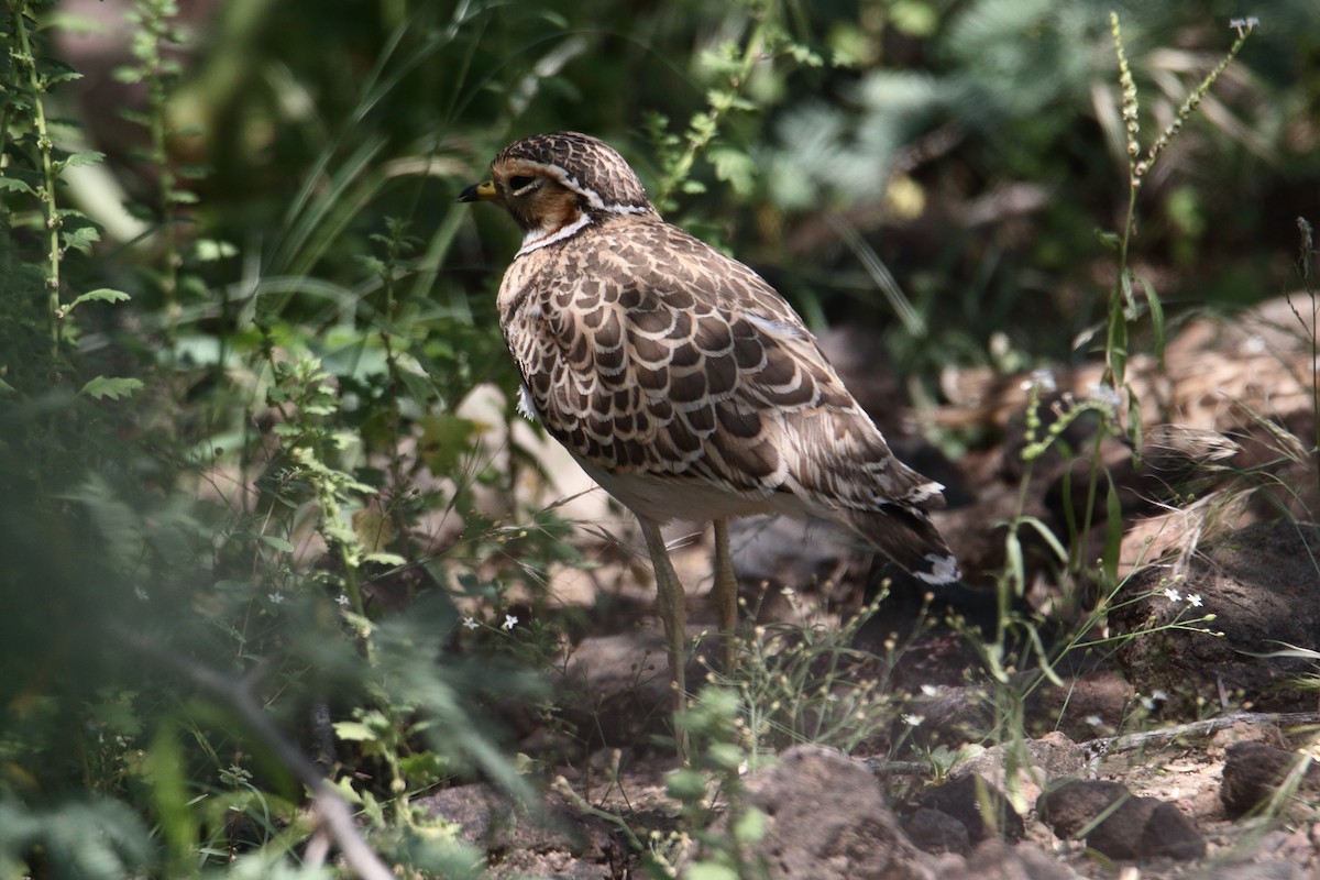Courvite à triple collier - ML645979858