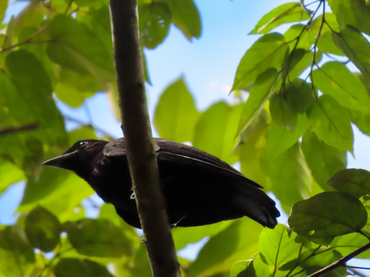 Purple-throated Fruitcrow - ML645979878