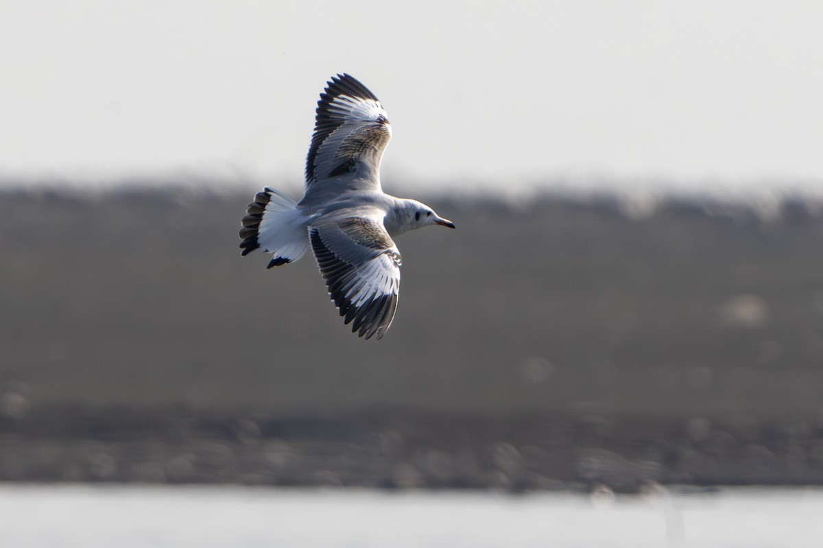 Brown-headed Gull - ML645979880