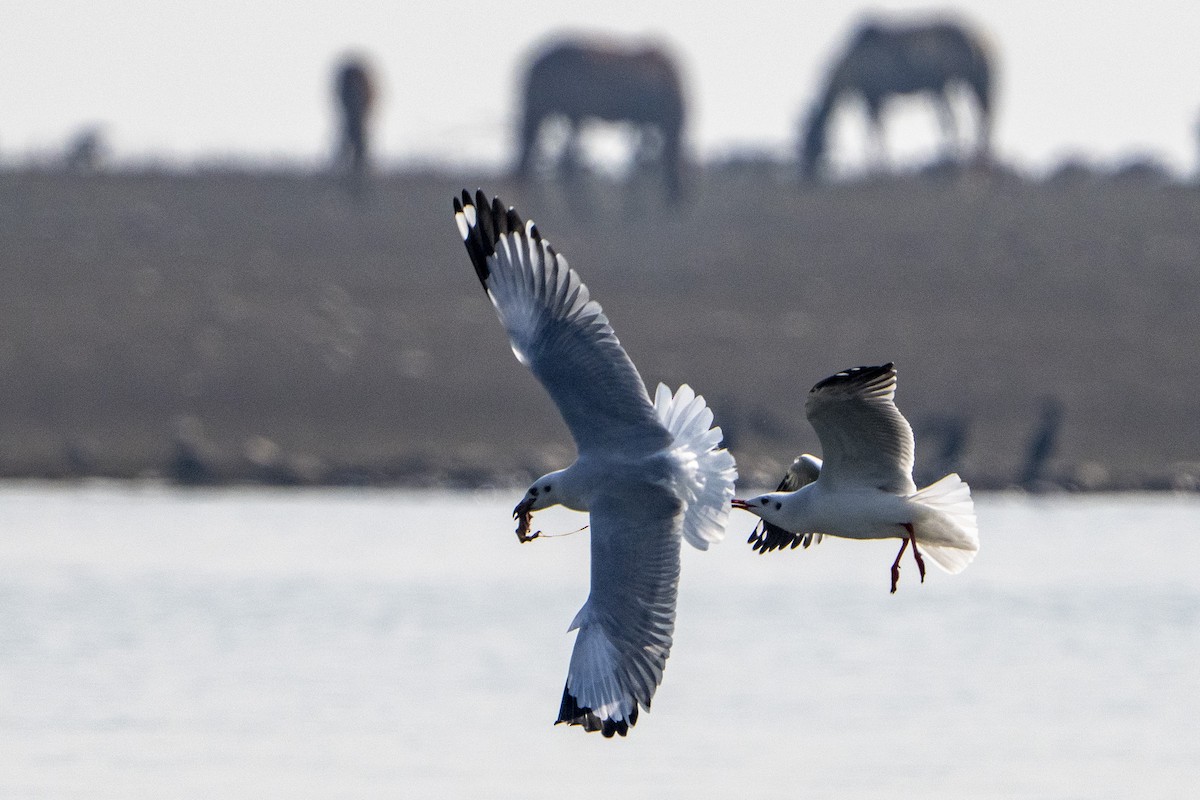 Brown-headed Gull - ML645979881