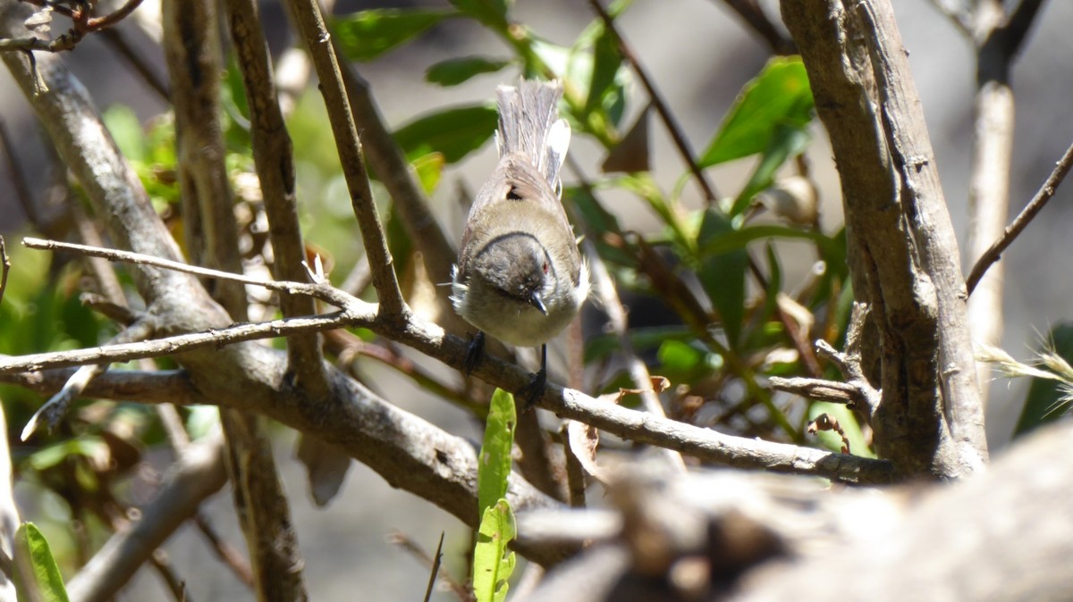 Gray Gerygone - ML645979882