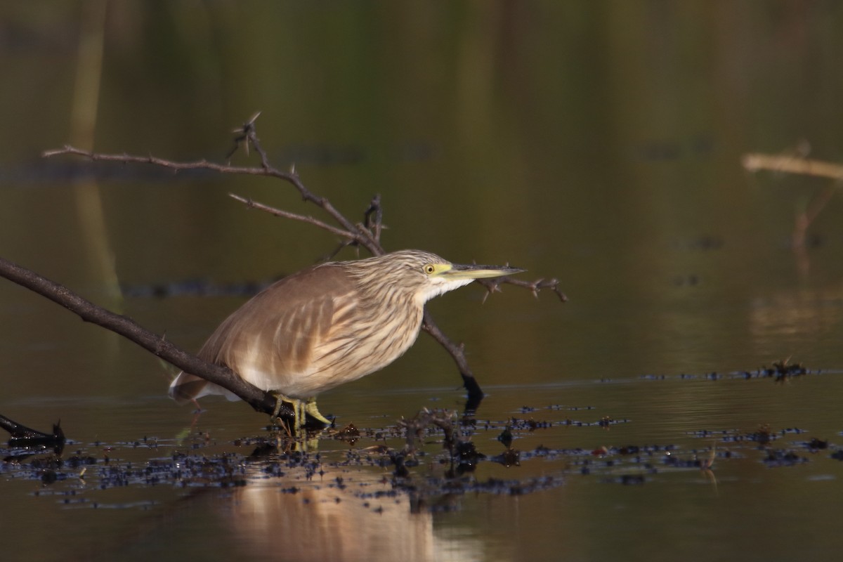 Squacco Heron - ML645979883