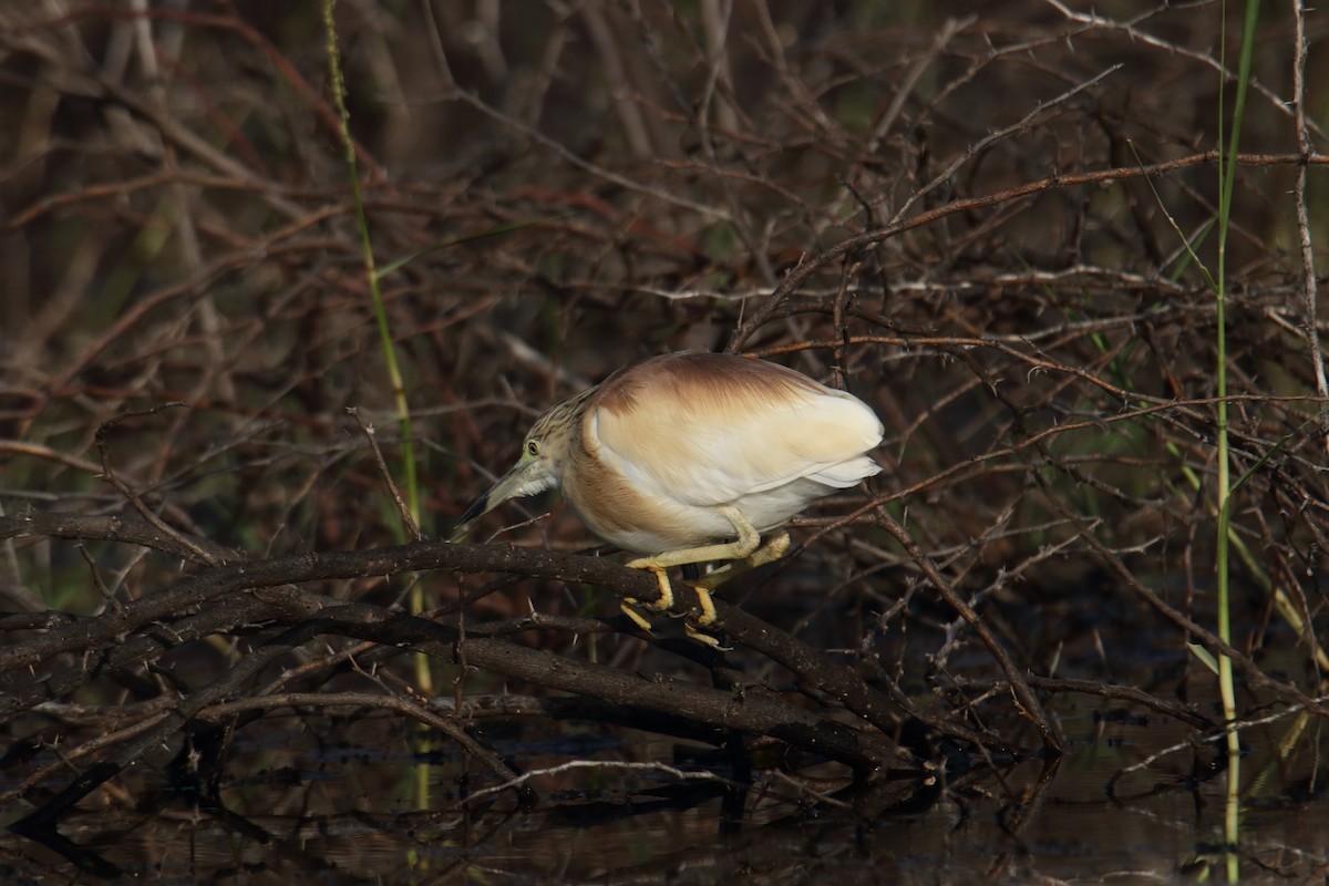 Squacco Heron - ML645979884