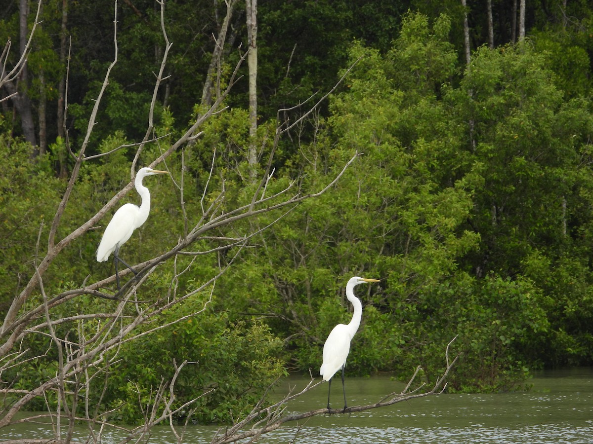 Great Egret - ML645979885