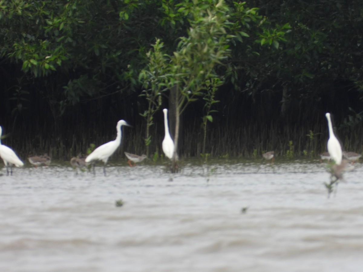 Great Egret - ML645979886