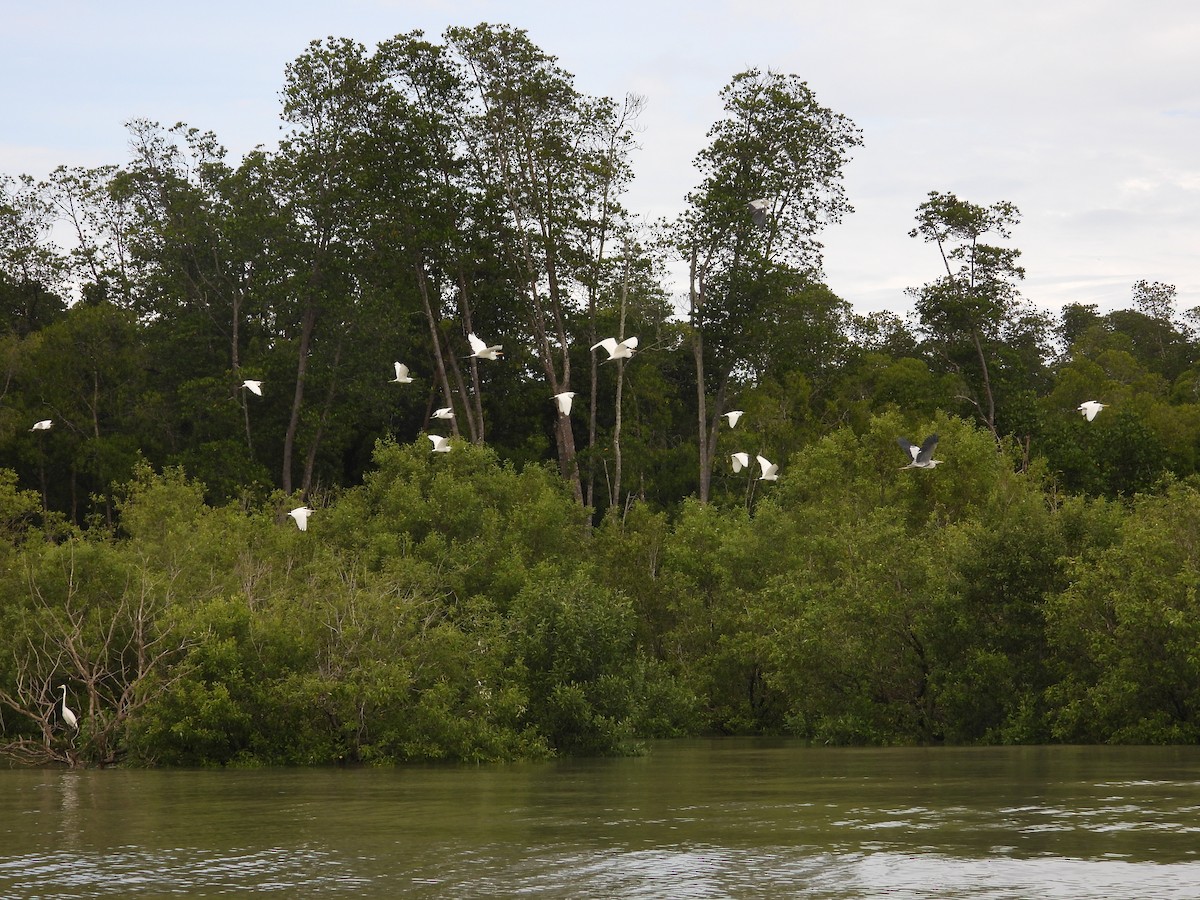 Great Egret - ML645979887