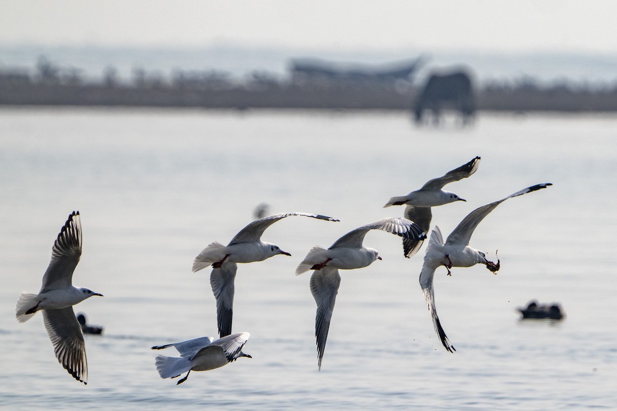 Brown-headed Gull - ML645979889