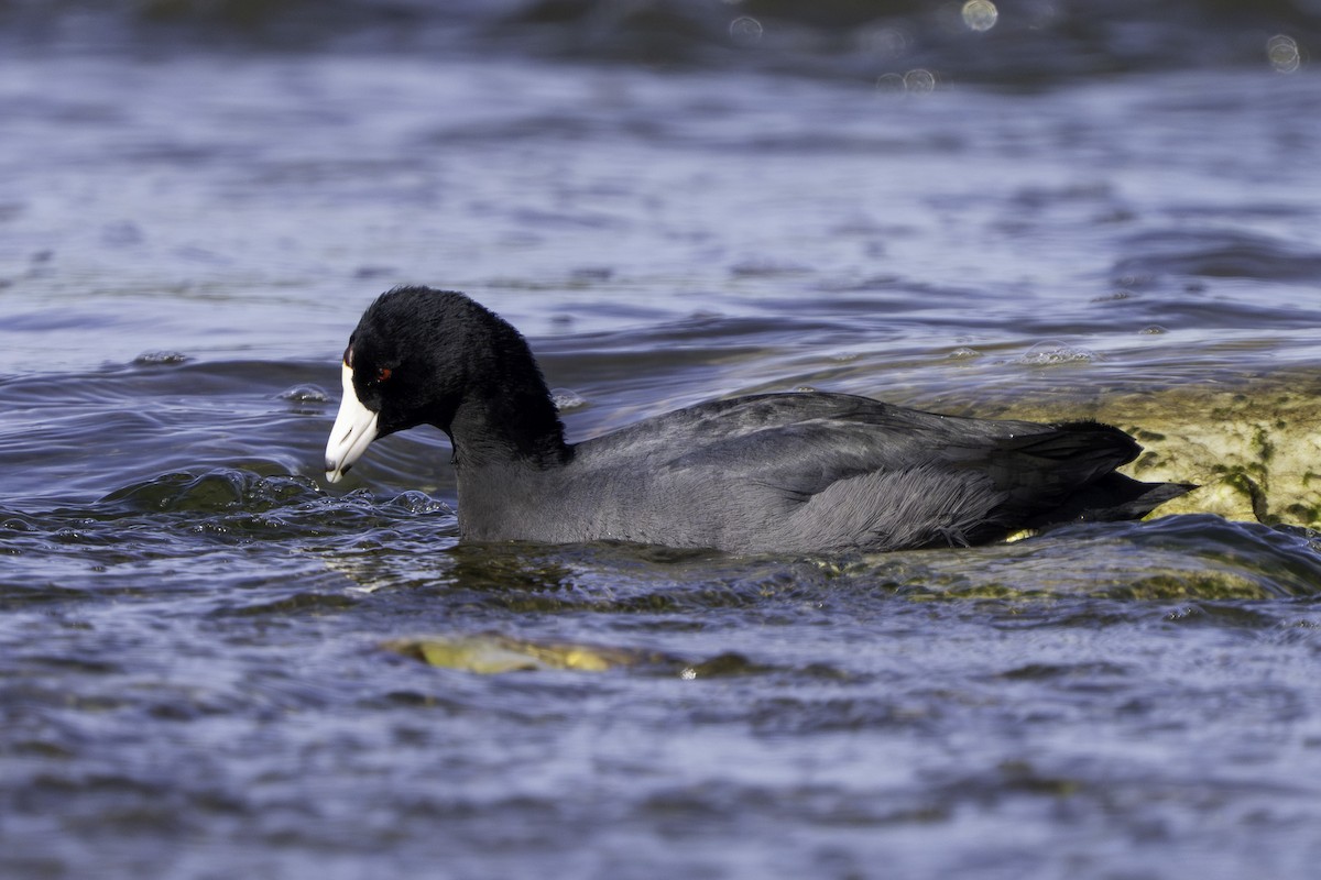 American Coot - ML645979890
