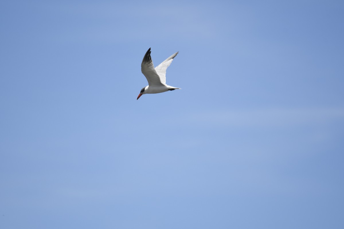 Caspian Tern - ML645979893