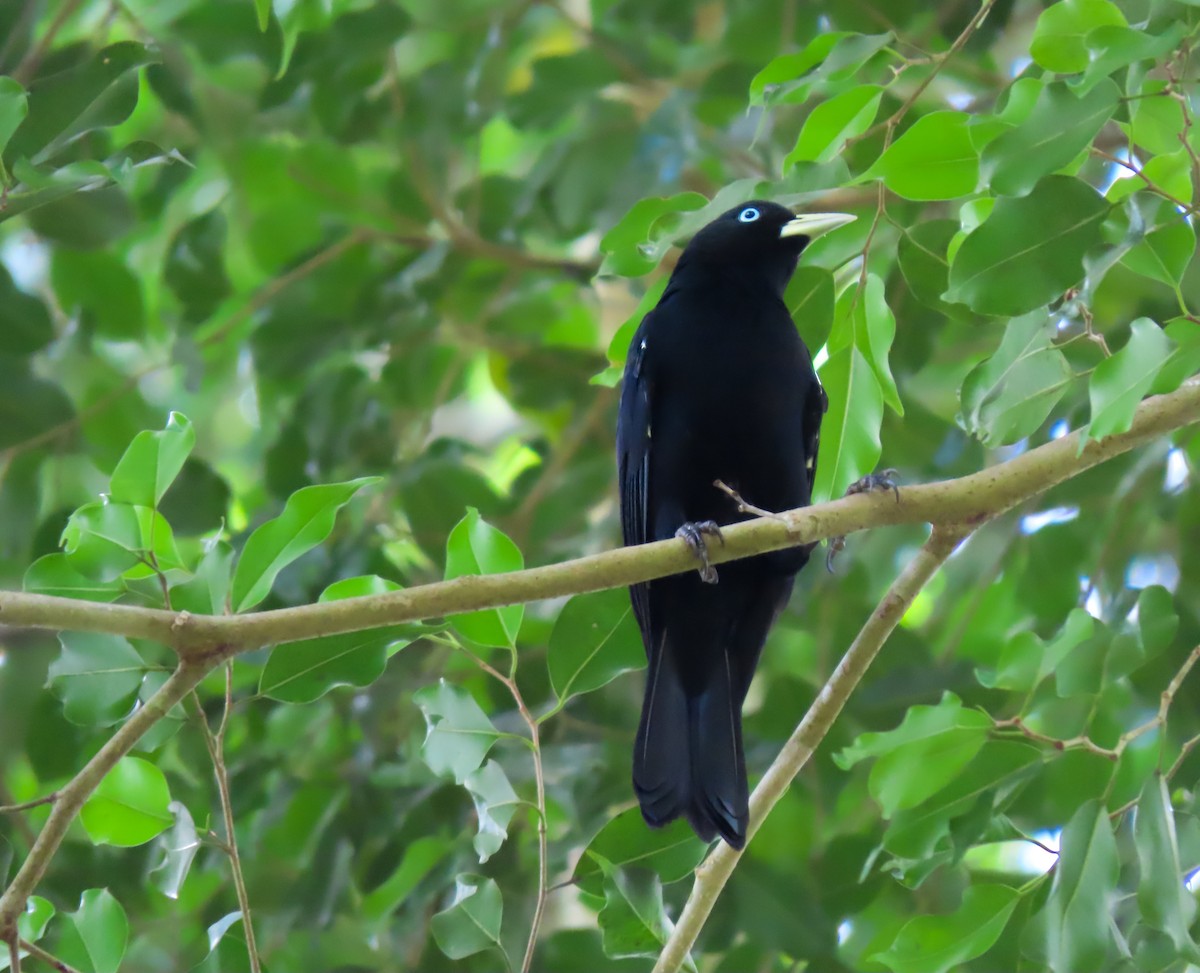 Scarlet-rumped Cacique - ML645979894