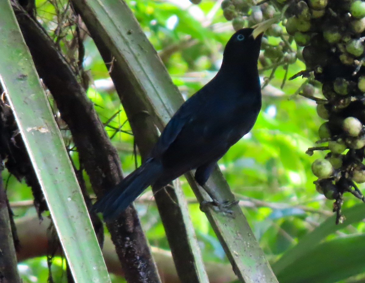 Scarlet-rumped Cacique - ML645979895
