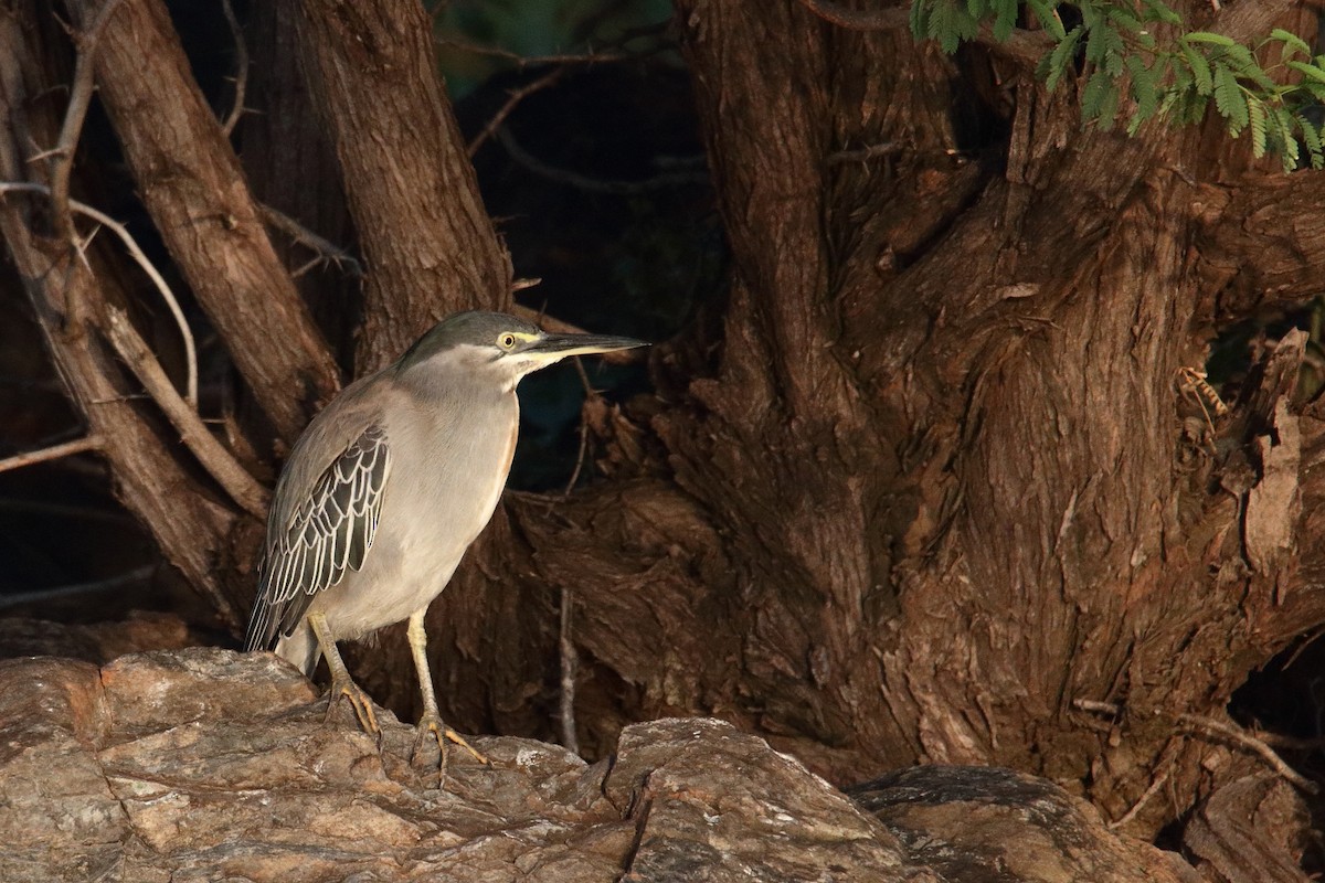 Little Heron - ML645979896
