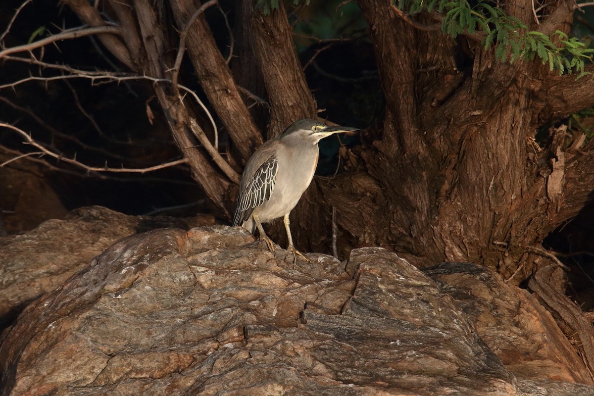Little Heron - ML645979897