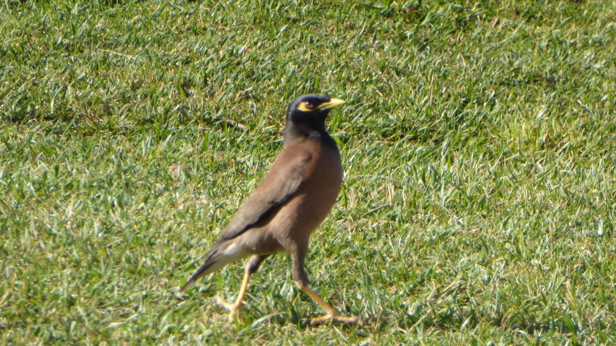 Common Myna - ML645979898