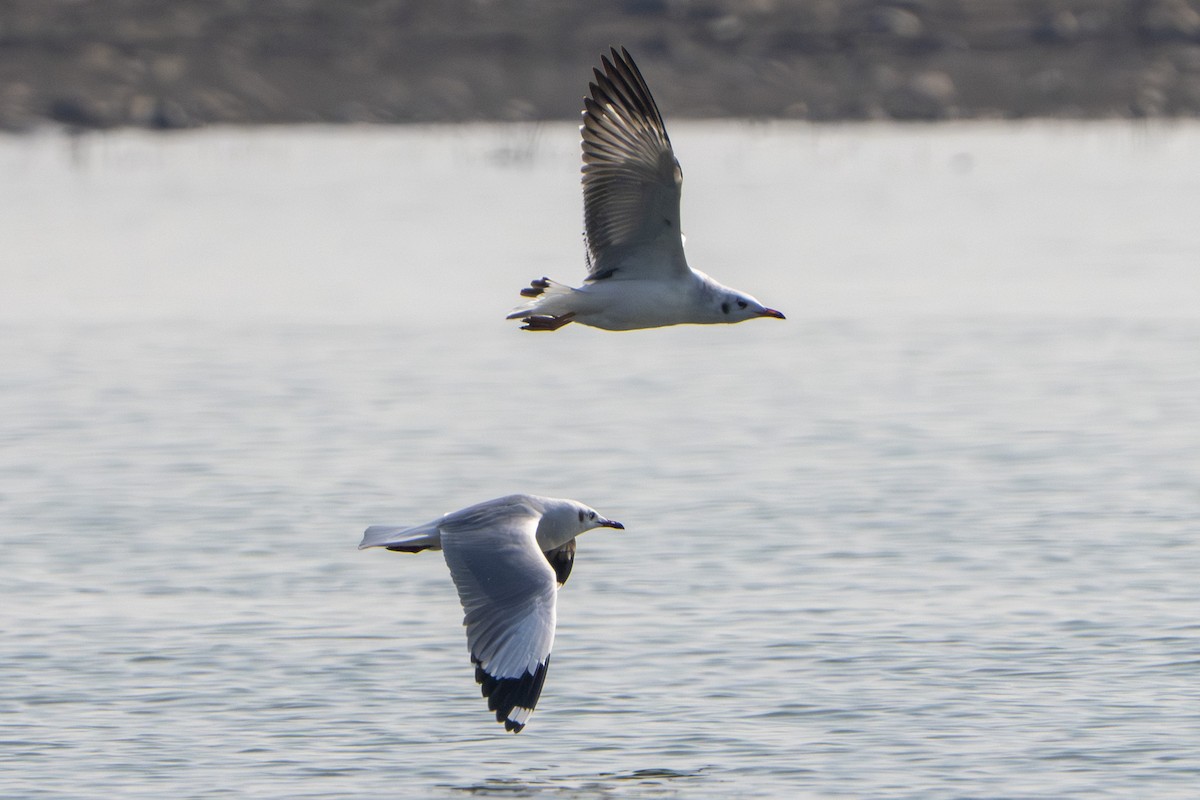 Brown-headed Gull - ML645979900