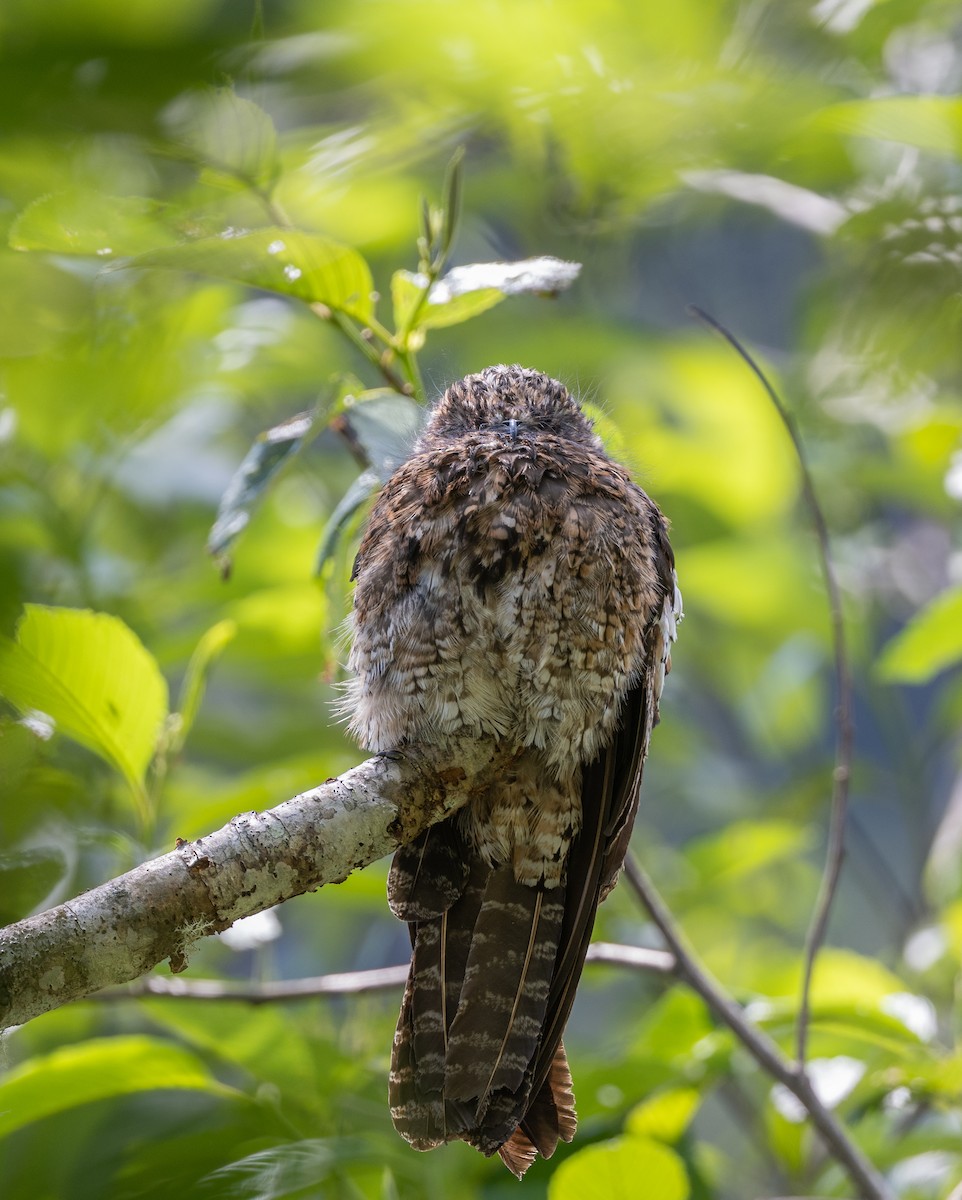 Andean Potoo - ML645979901