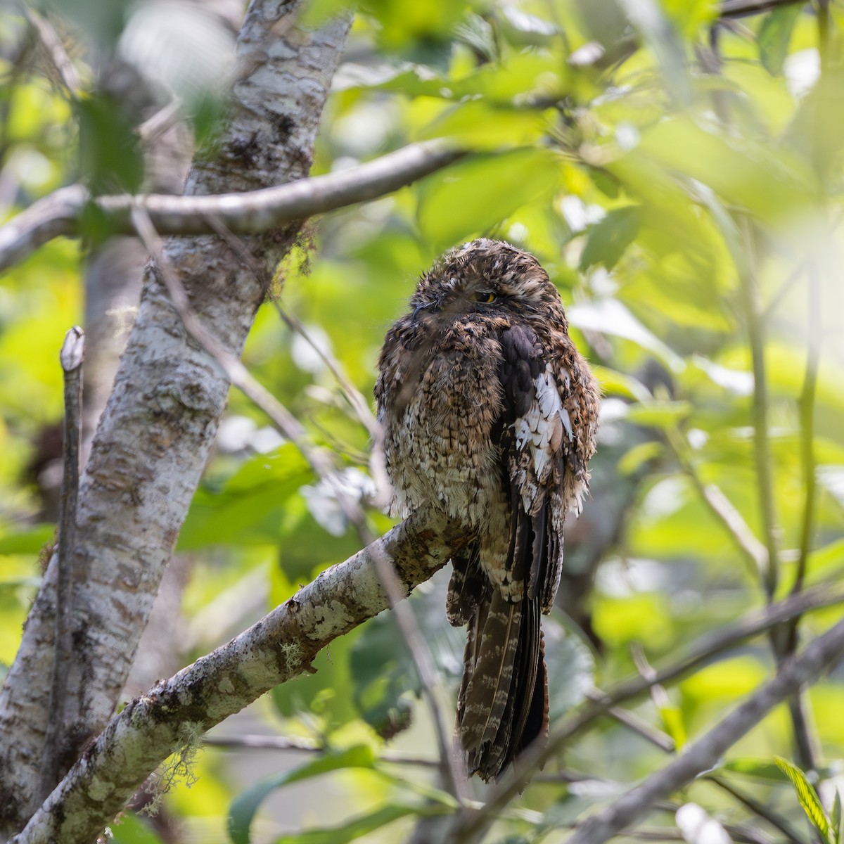 Andean Potoo - ML645979902