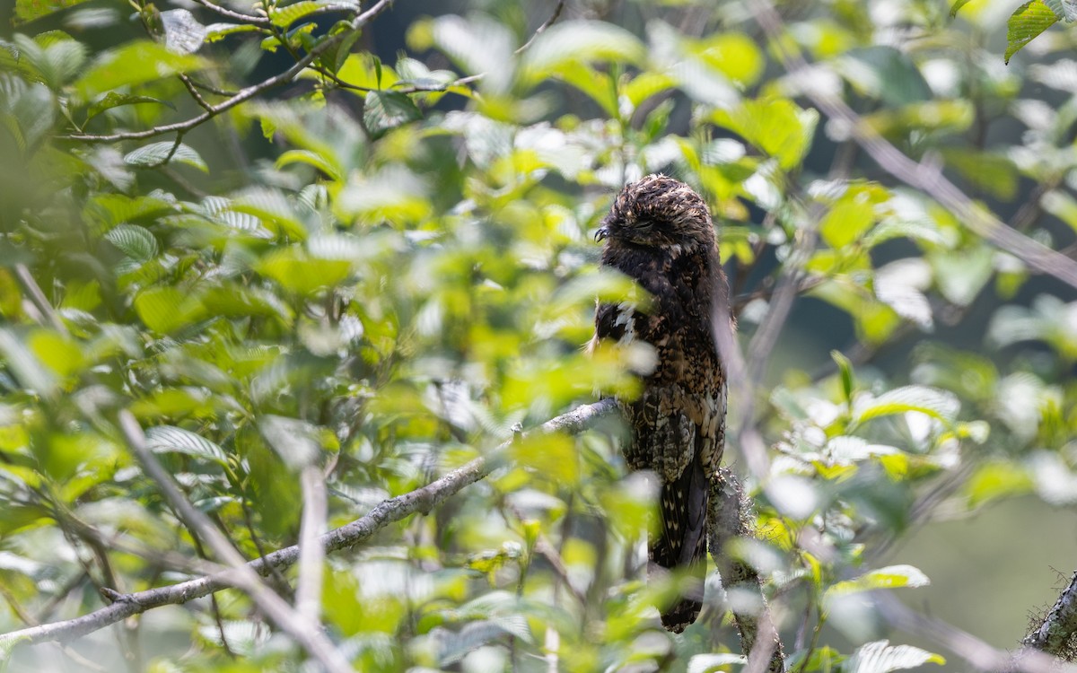 Andean Potoo - ML645979903