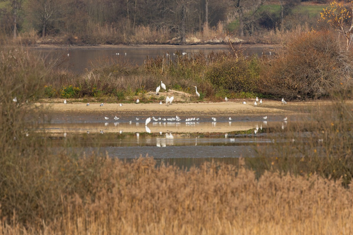 Great Egret - ML645979904