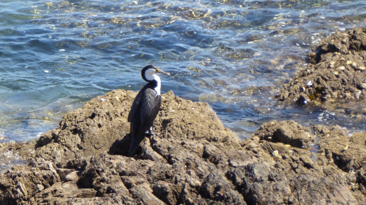 Pied Cormorant - ML645979906