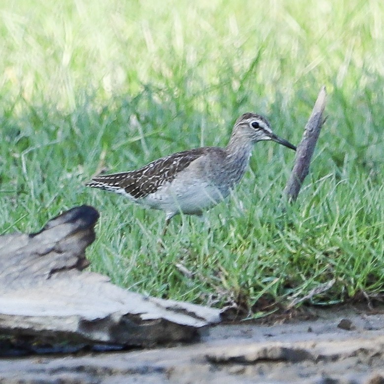 Wood Sandpiper - ML645979908