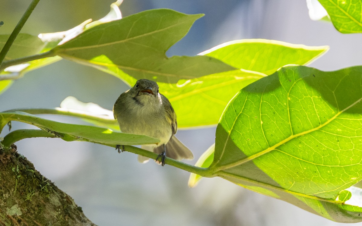 Bolivian Tyrannulet - ML645979909