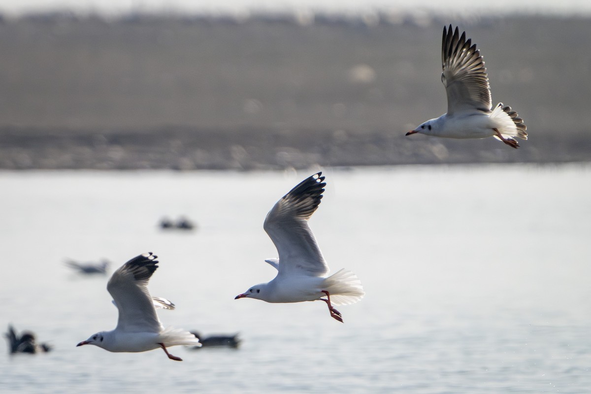Brown-headed Gull - ML645979911