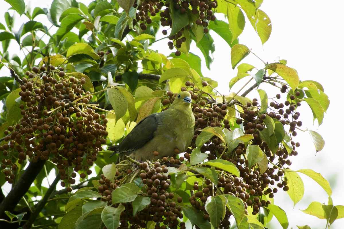 White-bellied Green-Pigeon - ML645979912