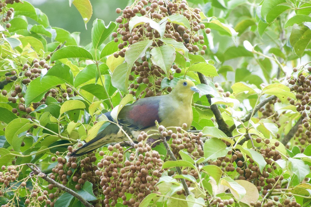 White-bellied Green-Pigeon - ML645979913