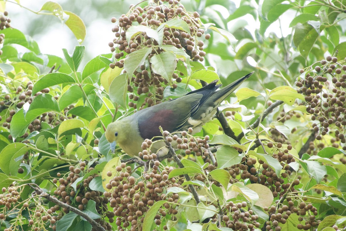 White-bellied Green-Pigeon - ML645979914