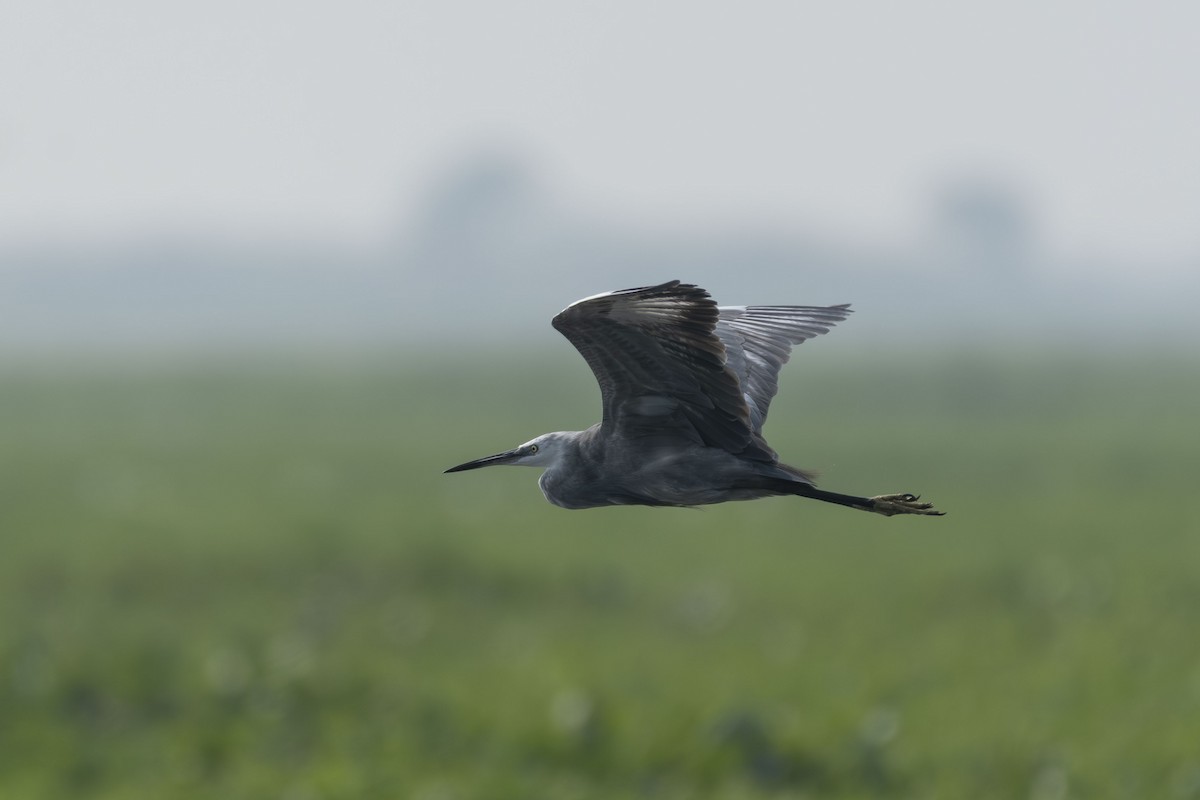 Western Reef-Heron - ML645979915