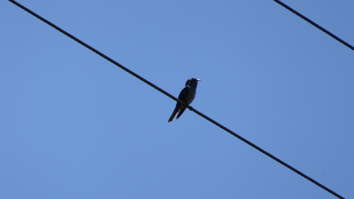 Shining Bronze-Cuckoo - ML645979923