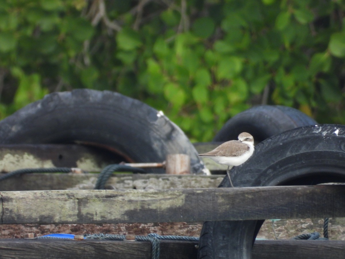 Tibet Cılıbıtı - ML645979933