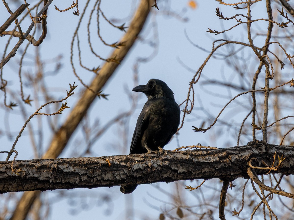 ハシブトガラス - ML645979934