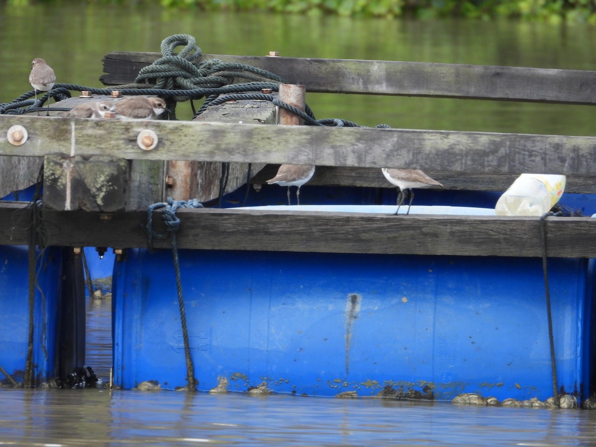 チベットメダイチドリ - ML645979938